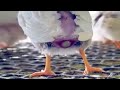 Bird Trying To Laying Egg Tough Situation
