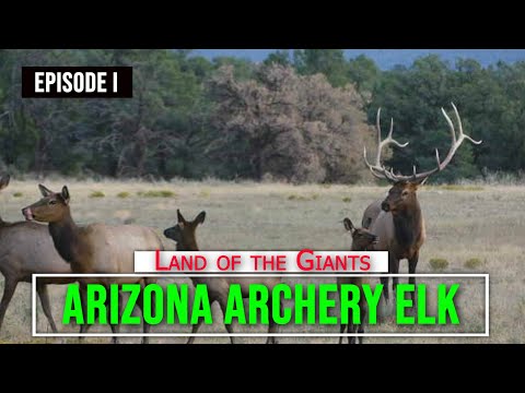 Land of the Giants - Arizona Archery Elk Hunting Ep. I - Rutting Bulls