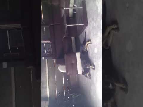 Marco tulio negrito 🐕🐶