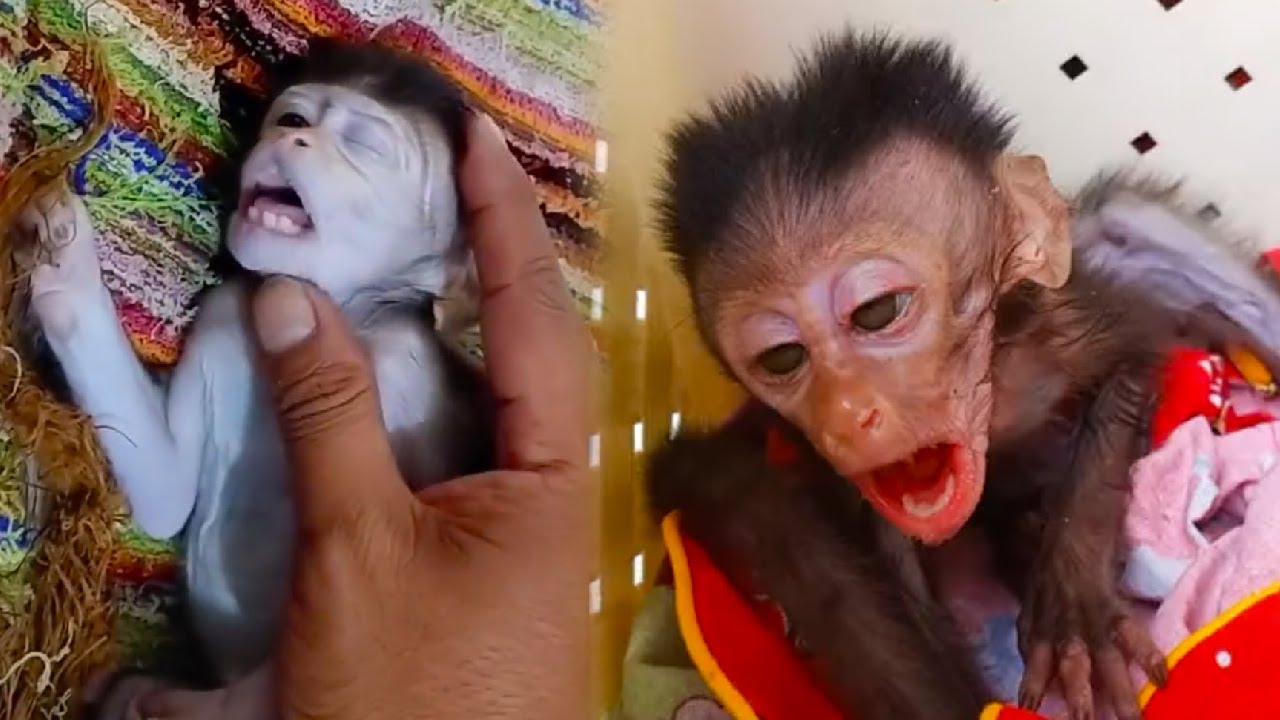 The little monkey was badly injured and dying, but luckily he was treated!