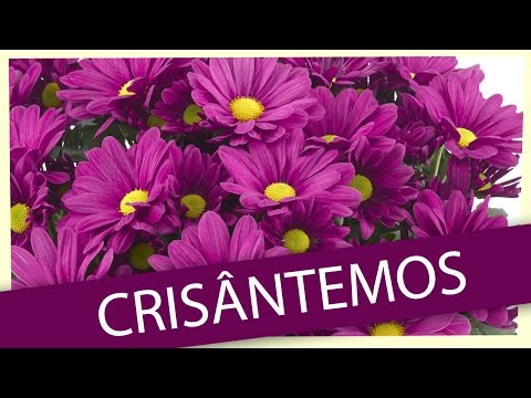 CRISANTEMO - TERRA VIVA