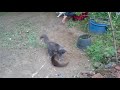 Mongoose vs cat