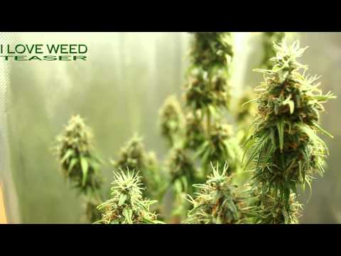 batchi teaser 2 i love weed