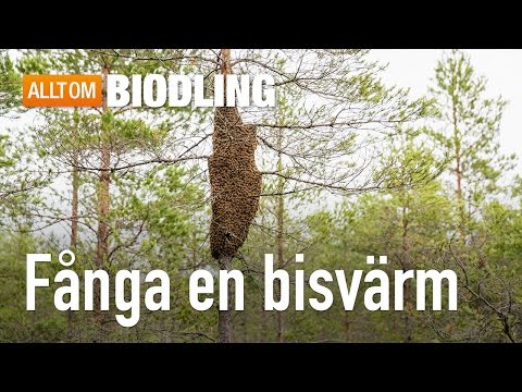 , title : 'Fånga en bisvärm - Biodling'