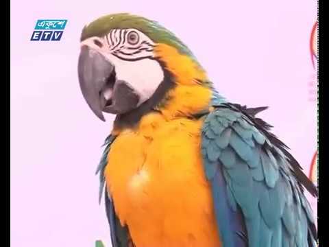 এক পাখির দাম পৌনে দুই লাখ টাকা