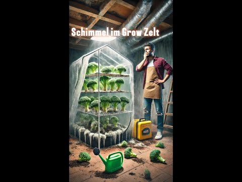 Zu hohe Luftfeuchtigkeit im Grow #shorts #grow