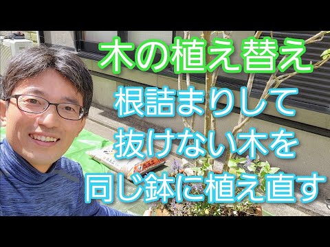 酢の木を鉢に植える:それは可能ですか? 植物