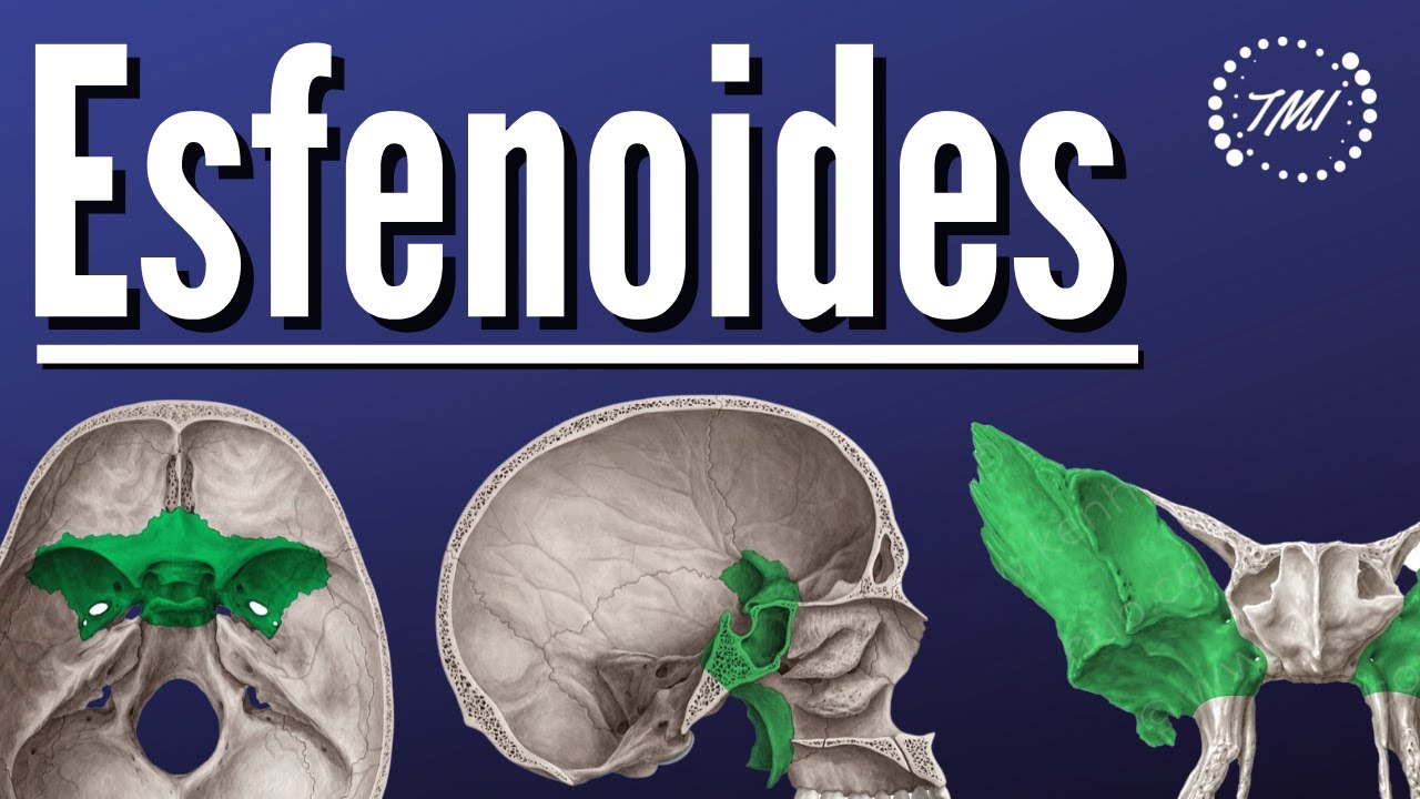 Hueso Esfenoides Explicado Claramente