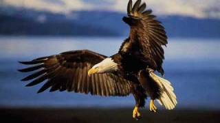 Lucio Dalla - Il Coyote