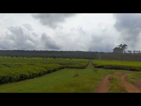 sasini tea plantation