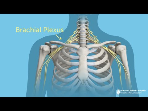 What Is Brachial Plexus Injury? | Boston Children’s Hospital
