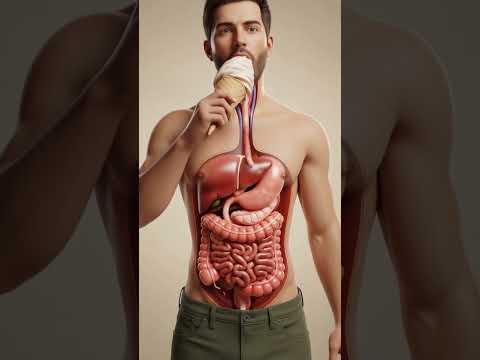 What Happens to Ice Cream Inside Your Stomach? | 3D Digestive Journey Animation