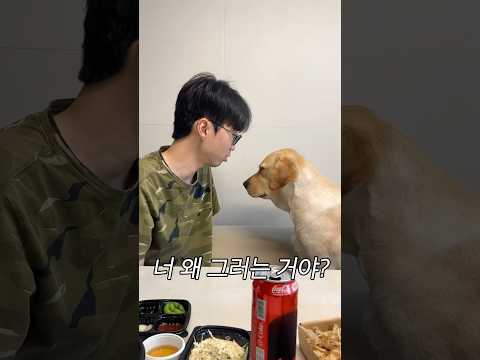 내연견 싸움은 칼로 물베기 #포캣멍센터 #리트리버 #다다