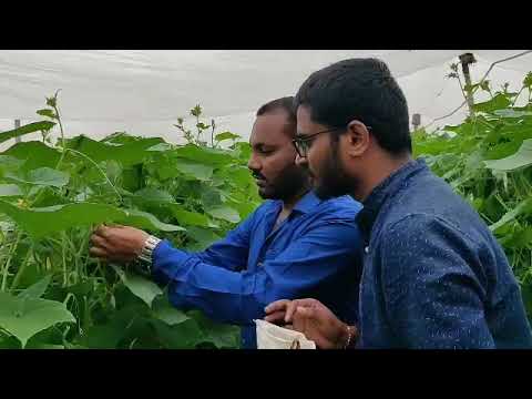 , title : 'Pollination techniques in cucumber hybrid  seed production under farmer field, Karnataka'