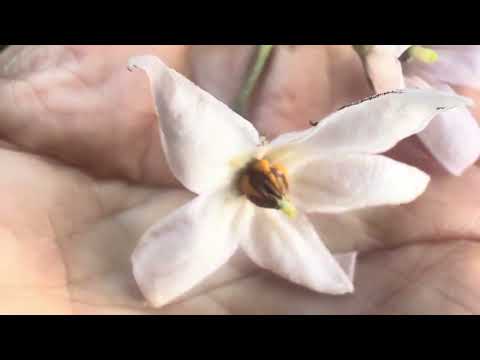 Hardy tamarillo and hybrids. 