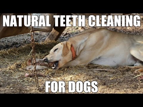 Feeding Your Dog Raw Uncooked Bones | Natural Teeth Cleaning