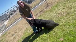 Video preview image #1 Mutt Puppy For Sale in Goodyear, AZ, USA