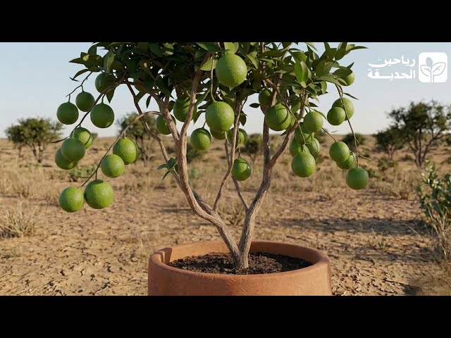 شجرة ليمون مثمرة ومطعّمه ارتفاع مترين