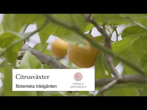 Citrusväxter i botaniska trädgården i Uppsala