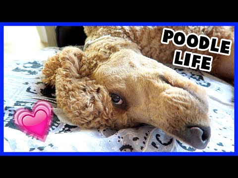 Standard Poodle Day in the Life | Odin's Day Video
