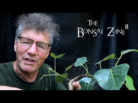 Three Ficus religiosa Bonsai, Part 3, The Bonsai Zone, Aug 2021