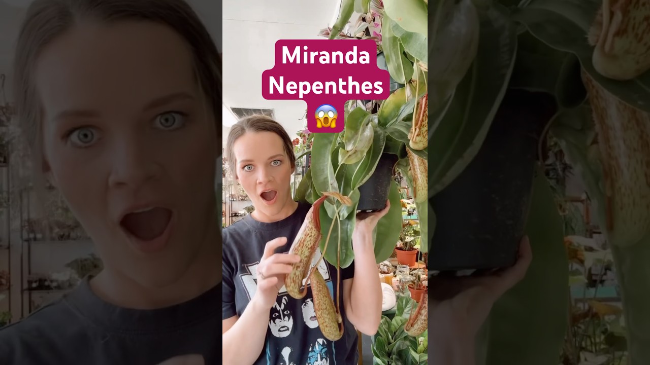 This Pitcher Plant grows massive! #pitcherplant #nepenthes #wellspringgardens