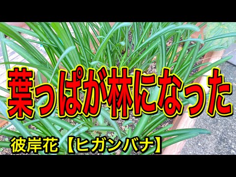 イエローリコリス、イエロースパイダーリリー、リコリスオーレア