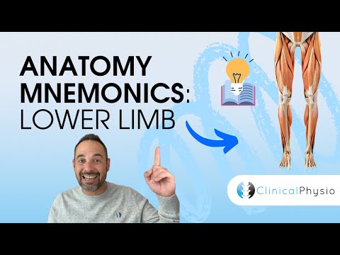 Learn Anatomy: Lower Limb Anatomy Mnemonics and Memory Aids | Anatomy Made Easy