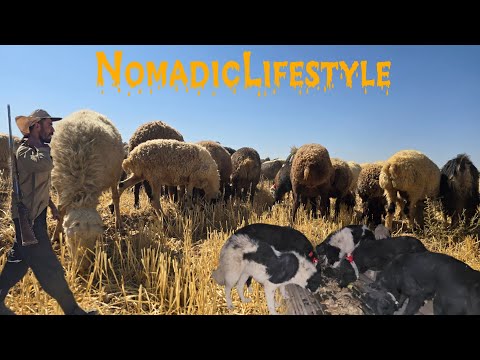 Nomadic Survival Story 🏞️ | Harsh Conditions & Harmony with Nature’s Creatures