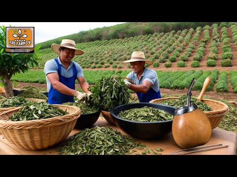 The traditional tea of South America (YERBA MATE)! Discover the delicacy that Messi loves!