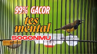Download lagu live Pancingan Burung Sogon Malas Bunyi Jadi Gacor ‼️ Terbukti Ampuh mp3