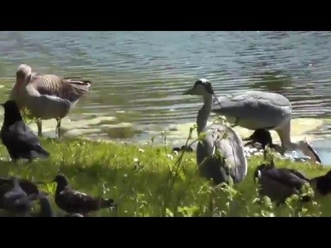 Regent's Park Herons