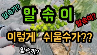 #샤인머스켓재배기술 #알솎이기술쉬운방법알속기 #시설비가림비닐하우스귀농귀촌