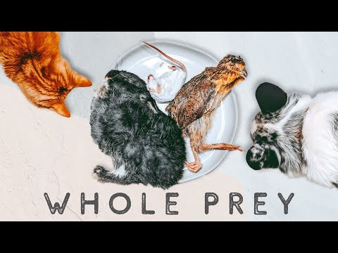 Why Whole Prey Can Be Beneficial To Your Raw Fed Pet