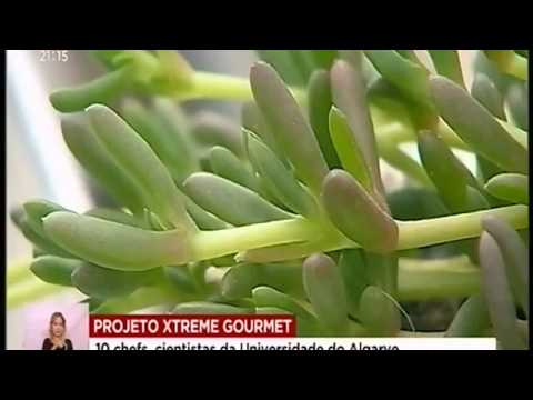 download lagu mp3 mp4 Xtreme Gourmet, download lagu Xtreme Gourmet gratis, unduh video klip Xtreme Gourmet