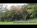 Caribbean Bird Sounds