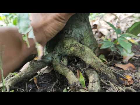 cách trồng mai và nâng cấp bộ đế