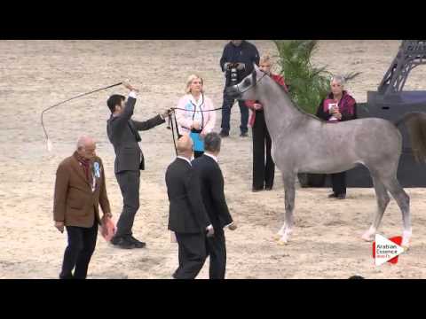 N.84 ALEXXANDERR - Paris 2015 - Yearling Colts (Class CM4 B)