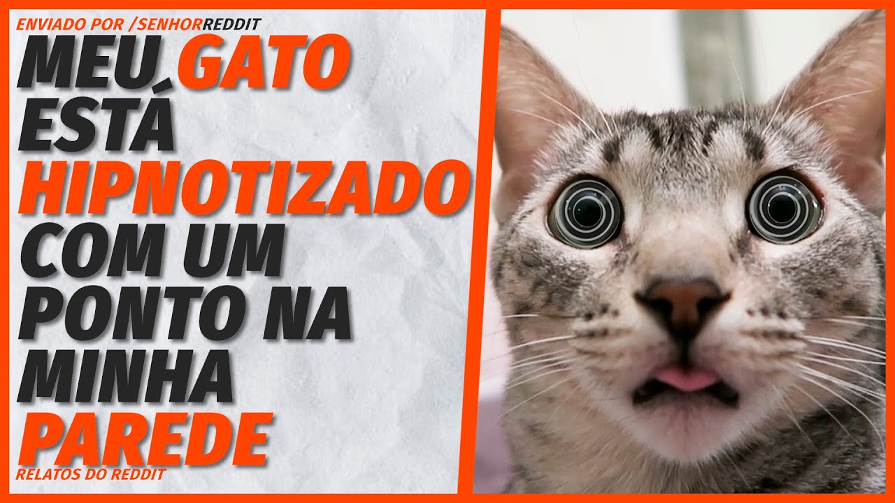 Algo na minha parede está INCOMODANDO o meu gato