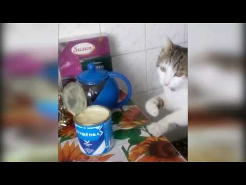 YouTube video about: Can cats have condensed milk?
