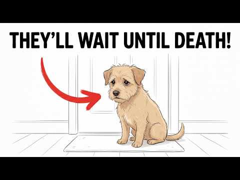 Your DOG Waits Their WHOLE LIFE For You to DO THIS! (Don’t Ignore This)