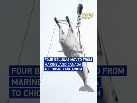 Four belugas moved from Marineland Canada to Chicago aquarium #worldnow