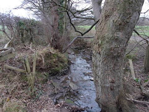 Limbo Lane, Arrowe Park, Wirral. January 30, 2022.