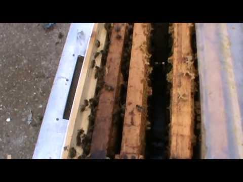 6. Apicultura video - Hranirea cu o singura rama si analiza celor trei familii din Bio Stupi 6/6