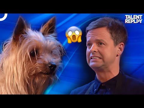 Dog vs Host: Max the Dog's Hilarious Ant Chase! | Britain's Got Talent