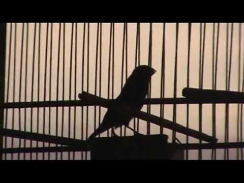 picoplat bird trinidad_mpeg2video