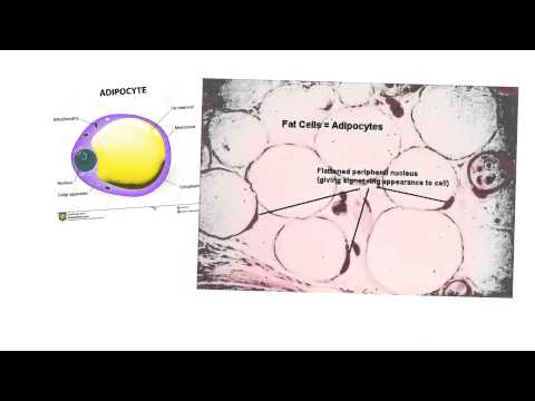 Endocrine19-Adipose Tissue
