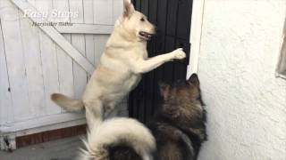 German Shepherd Knows How To Open The Door | Alaskan Malamute Watch & Learn
