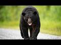 10 Hours Of Majestic Black Bears And Nature Sounds Ambience Meditation Stress Relief