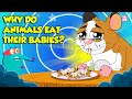 Strangest Animal Fact Why Do Animals Eat Their Babies Filial Cannibalism Dr Binocs Show